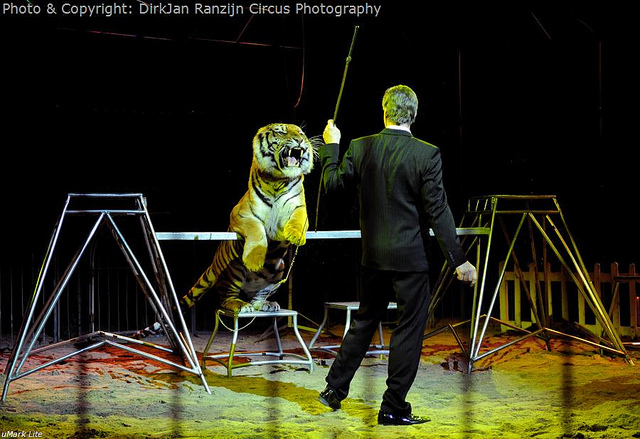 Tiger tamer - CC - DirkJan Ranzijn - Flickr