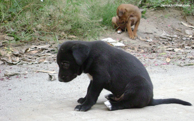Puppies at Jamia - Fo Engg - 25 Oct 2012 (5)